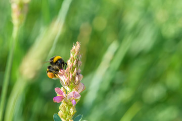 The bee collects honey on the flowers of lupine. Photographed in close-up.