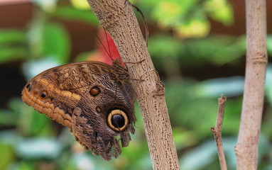 Schmetterling auf roter Blume close up im Schmetterlingshaus