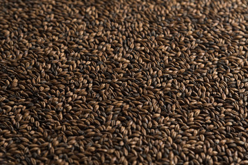 Malt, wheat grains for brewing. Malt background. Top view, flat lay