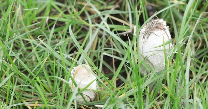 White mushroom dung beetle