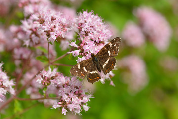 Landkärtchen der Sommergeneration
