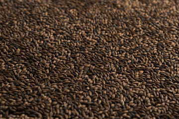 Malt, wheat grains for brewing. Malt background. Top view, flat lay