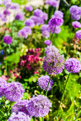 Obraz premium Purple Alliums growing in a garden shot with shallow depth of field