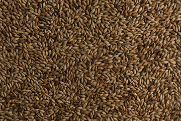 Malt, wheat grains for brewing. Malt background. Top view, flat lay