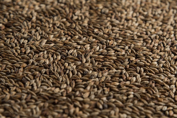 Malt, wheat grains for brewing. Malt macro background. Depth of field.