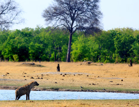 Spotted Hyena standing on the edge of a small waterhole with a natural bush and tree lined backdrop in Hwange National Park, Zimbabwe. 