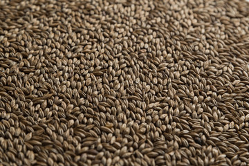Malt, wheat grains for brewing. Malt background. Top view, flat lay