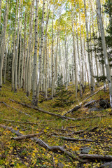 Locket Meadow near Flagstaff in the Fall with changing leaves