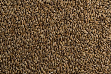 Malt, wheat grains for brewing. Malt background. Top view, flat lay