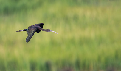 A Glossy Ibis flying over a marsh.