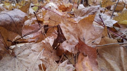 Beautiful colored leaves of a tree. Macro shooting
