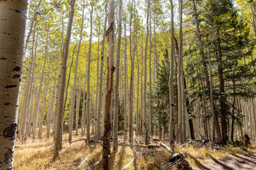 Locket Meadow near Flagstaff in the Fall with changing leaves