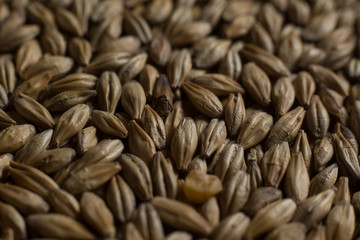 Malt, wheat grains for brewing. Malt macro background. Depth of field.