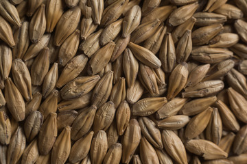 Malt, wheat grains for brewing. Malt background. Top view, flat lay