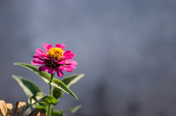  Rose flowers, daisies that are full of love in the trees