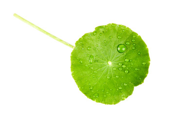 Asiatic Leaf Herb gotu kola, indian pennywort, centella asiatica, tropical herb isolated on white...