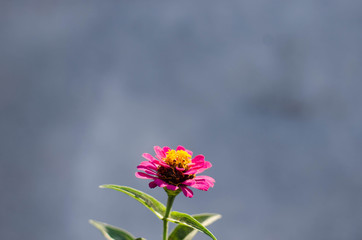  Rose flowers, daisies that are full of love in the trees