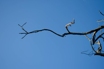 Dead tree isolated on blue sky background, Dead branches of a tree. Part of single old and dead tree on blue sky background.