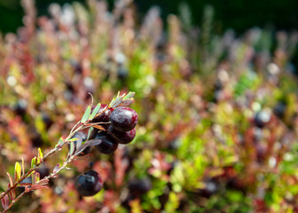Big cranberries on a field.