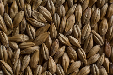 Malt, wheat grains for brewing. Malt background. Top view, flat lay