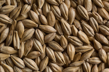 Malt, wheat grains for brewing. Malt background. Top view, flat lay