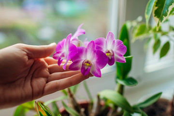 Dendrobium orchid. Woman taking care of home plats. Close-up of female hands holding violet flowers - obrazy, fototapety, plakaty