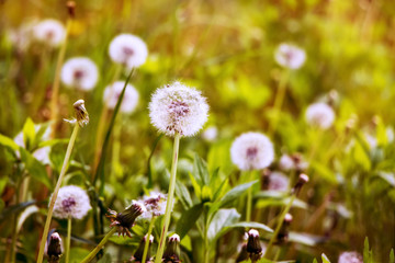 Overgrown  dandelion among grass in warm colors during sunset_