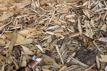 birch sawdust background, texture