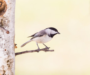 Carolina Chickadee (Poecile carolinensis) perched on homemade birch tree feeder.
