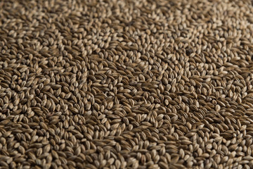 Malt, wheat grains for brewing. Malt macro background. Depth of field.