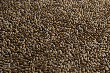 Malt, wheat grains for brewing. Malt background. Top view, flat lay
