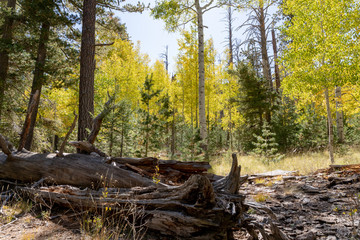 Locket Meadow near Flagstaff in the Fall with changing leaves