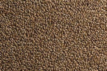 Malt, wheat grains for brewing. Malt background. Top view, flat lay