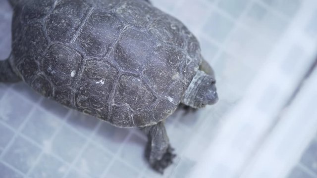 Wild turtle in plastic box