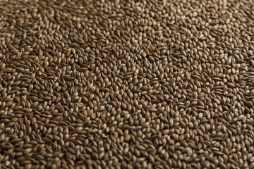 Malt, wheat grains for brewing. Malt background. Top view, flat lay