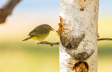 Female Yellow Warbler perched on feeder made from Birch Tree and filled with crunchy peanut butter