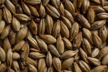 Malt, wheat grains for brewing. Malt background. Top view, flat lay