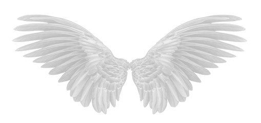 angel wings of bird on white background
