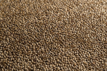 Malt, wheat grains for brewing. Malt background. Top view, flat lay