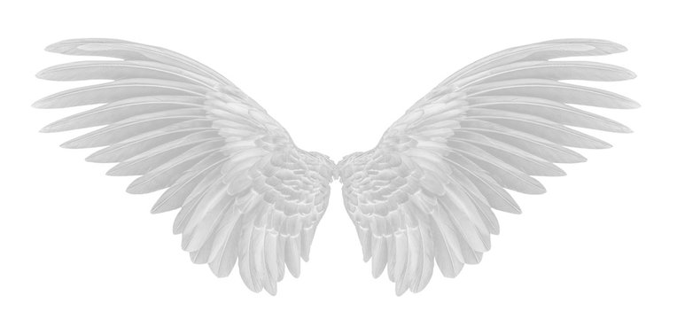 angel wings of bird on white background