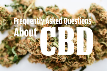 marijuana buds on white background with frequently asked questions about cbd illustration