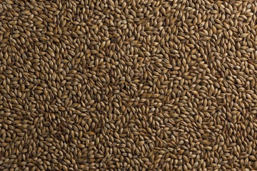 Malt, wheat grains for brewing. Malt background. Top view, flat lay