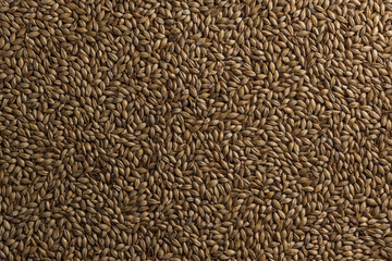 Malt, wheat grains for brewing. Malt background. Top view, flat lay