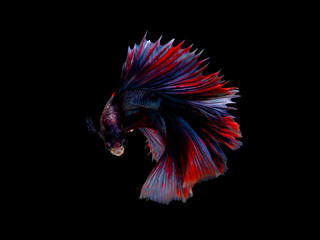 Action and movement of Thai fighting fish on a black background