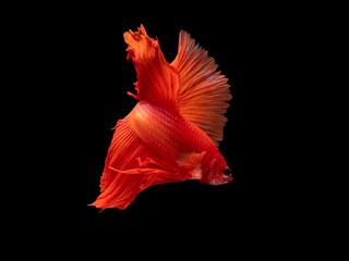 Action and movement of Thai fighting fish on a black background