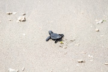 Baby Turtke