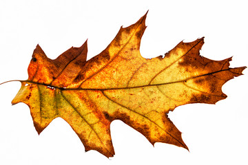 A beautiful autumnal leaf of various colors on white.