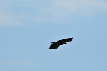 Common buzzard flying in the sky over the meadow