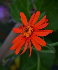 orange flower