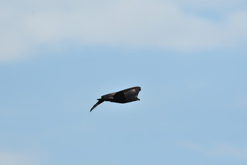 Portrait of common buzzard flying on the blue heaven